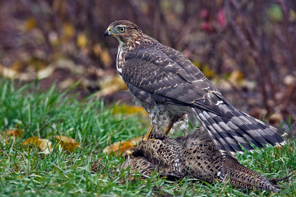 Photo of Accipiter cooperii by <a href="http://www.naturespicsonline.com">Alan Wilson</a>